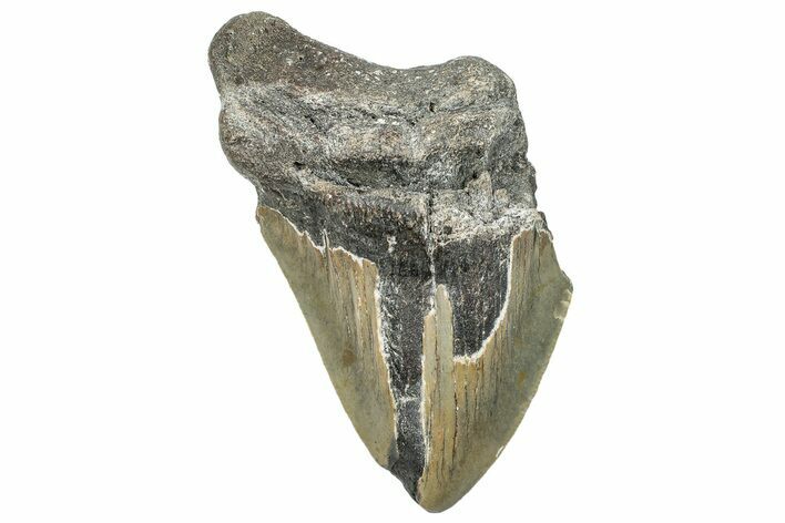 Partial, Fossil Megalodon Tooth - Serrated Blade #294696